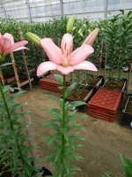 [5057 Termoli No02.JPG]